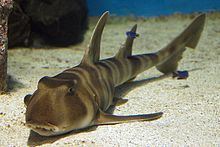Japanese bullhead shark httpsuploadwikimediaorgwikipediacommonsthu