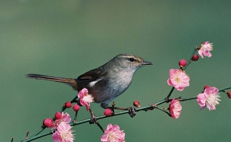 Japanese bush warbler Learning Haiku by Reading and Doing Breathing the spirit of poetry