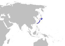 Japanese catshark httpsuploadwikimediaorgwikipediacommonsthu