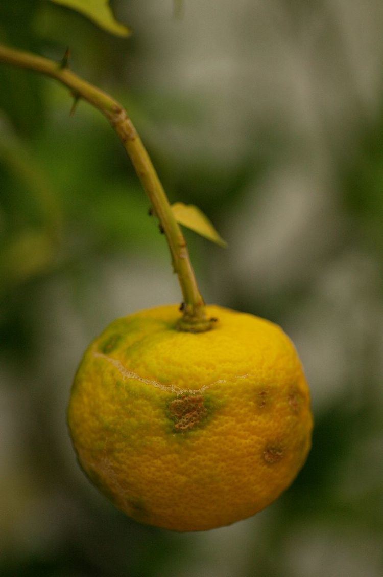 Japanese citrus