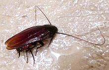 Japanese cockroach httpsuploadwikimediaorgwikipediacommonsthu