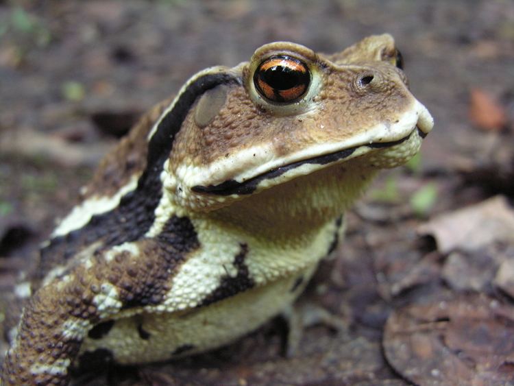Japanese common toad httpsuploadwikimediaorgwikipediacommons77