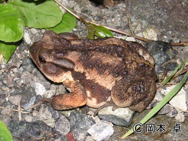 Japanese common toad Japanese common toad Invasive Species of Japan