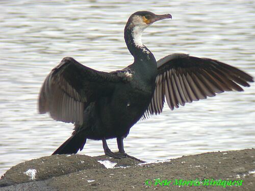 Japanese cormorant orientalbirdimagesorgimagesdatatemmincks20co