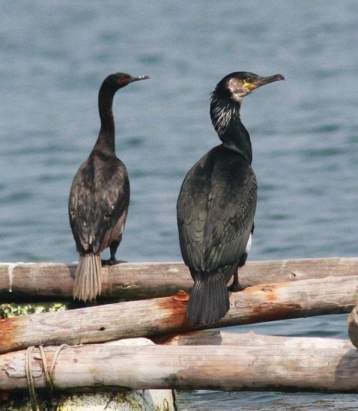 Japanese cormorant Oriental Bird Club Image Database Japanese Cormorant