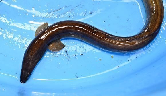 Japanese eel Japan39s love of eel puts fish39s future at risk Nikkei Asian Review