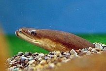 Japanese eel httpsuploadwikimediaorgwikipediacommonsthu