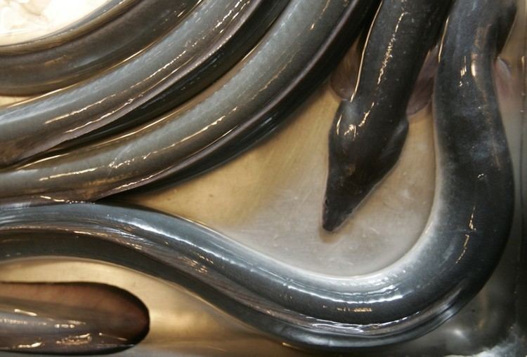 Japanese eel Endangered Japanese Eels Threaten a CenturiesOld Tradition The