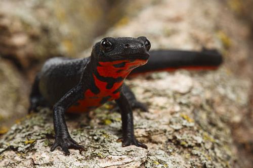 Japanese fire belly newt 1000 images about Fire belly newt on Pinterest Body parts The