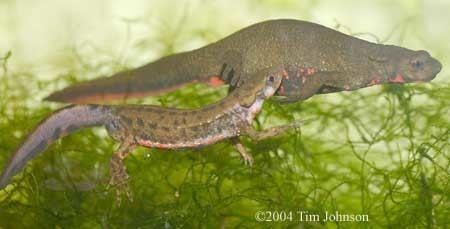 Japanese fire belly newt Caudata Culture Species Entry Cynops pyrrhogaster Japanese firebelly