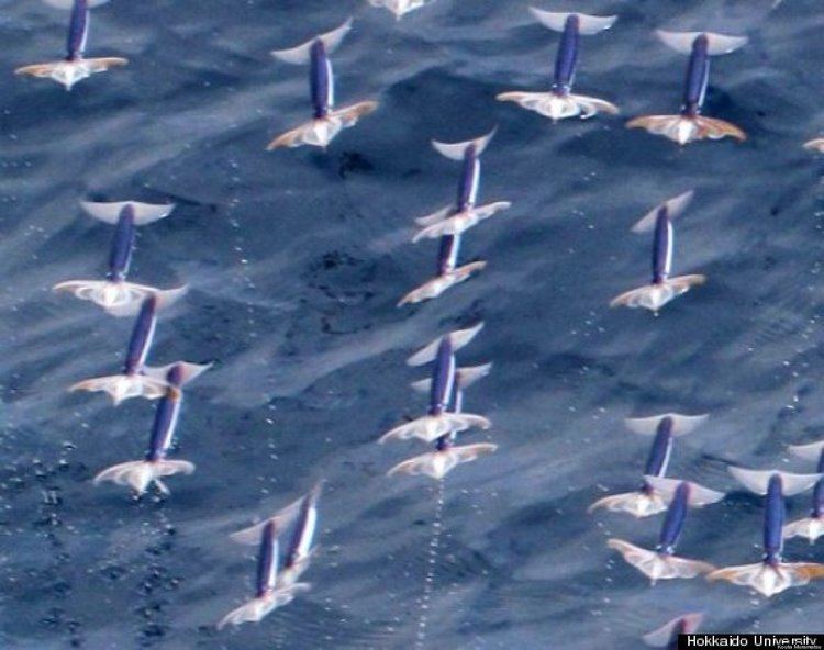 Japanese flying squid ihuffpostcomgen983123imagesoJAPANESEFLYING