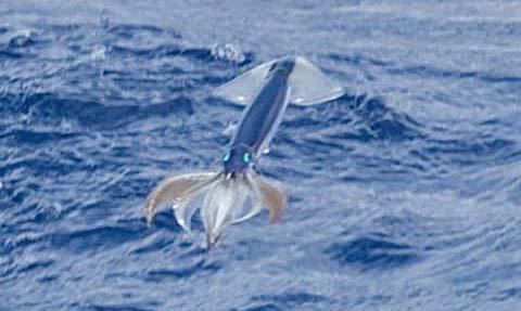 Japanese flying squid Japanese Flying Squid Leaping Cephalopod Animal Pictures and
