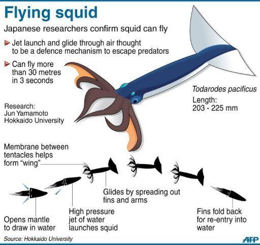 Japanese flying squid Is it a bird Is it a plane No it39s a squid