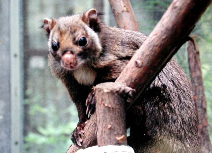Japanese giant flying squirrel Japanese Giant Flying Squirrel Animals of Japan Pinterest