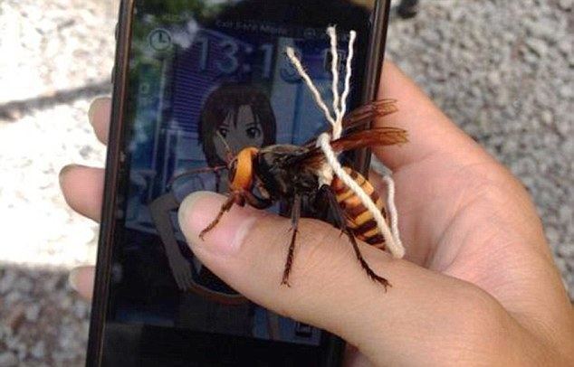 Japanese giant hornet Man 39tames killer Japanese hornet39 and keeps it on a bit of string