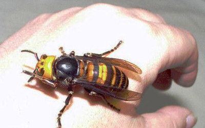 Japanese giant hornet We39re soon approaching Japanese Giant Hornet season again American