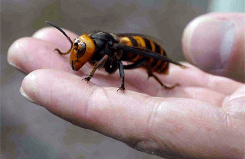 Japanese giant hornet The Giant Japanese Hornet is an Intense Killer Machine