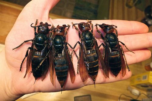 Japanese giant hornet httpsvikasdreddyfileswordpresscom201407ja