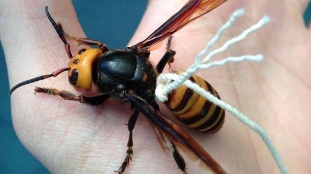 Japanese giant hornet Man claims to have made Japanese giant hornet into a lovable pet