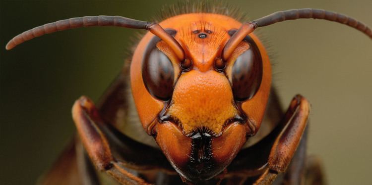 Japanese giant hornet 1000 ideas about Japanese Giant Hornet on Pinterest Giant isopod