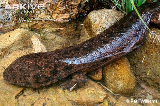 Japanese giant salamander Japanese giant salamander videos photos and facts Andrias