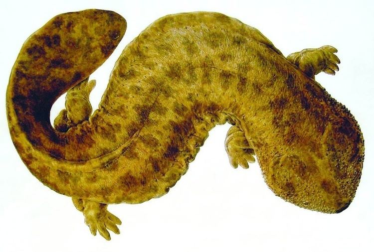 Japanese giant salamander Japanese giant salamander Wikipedia