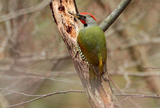 Japanese green woodpecker orientalbirdimagesorgimagesdatajapanesewoodpe