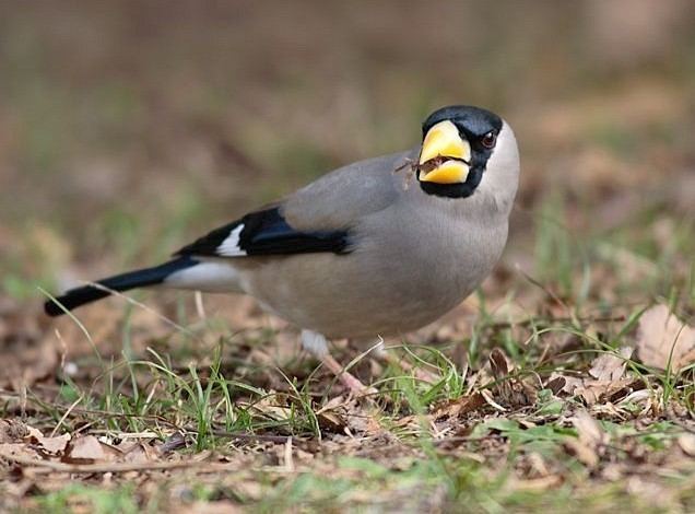 Japanese Grosbeak - Alchetron, The Free Social Encyclopedia