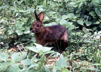 Japanese hare Japanese Hare The Animal Files