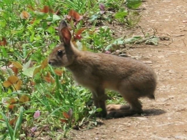 Japanese hare Japan It39s A Wonderful Rife The Japanese Hare