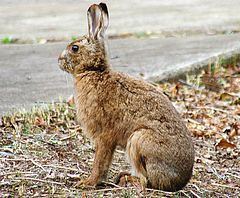 Japanese hare httpsuploadwikimediaorgwikipediacommonsthu