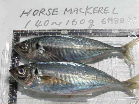 Japanese horse mackerel Horse Mackerel Of Japanese Origin productsJapan Horse Mackerel Of