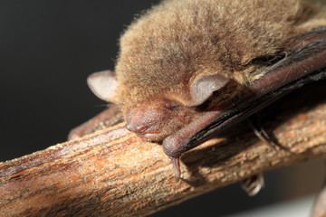 Japanese house bat Search photos quotjapanese house batquot