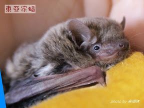 Japanese house bat Japanese House Bat Bat Info
