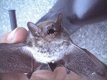 Japanese house bat httpsuploadwikimediaorgwikipediacommonsthu