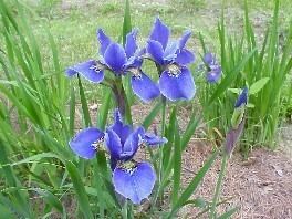 Japanese iris Culture of Siberian and Japanese Iris in New England