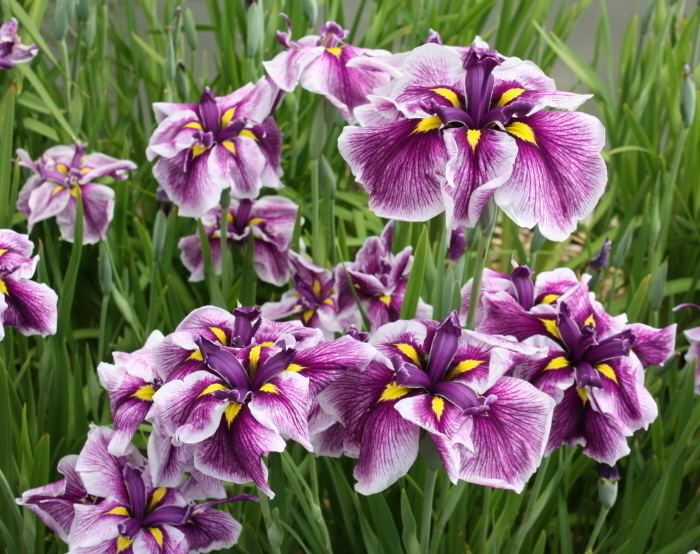 Japanese iris Japanese Iris UMass Amherst Greenhouse Crops and Floriculture Program