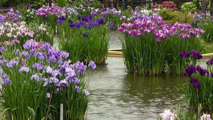 Japanese iris The Japanese iris garden at Tenmangu Shrine Dazaifu Kyushu Japan