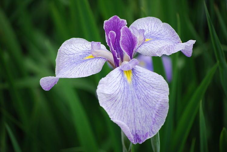 Japanese iris Japanese Iris The Sprucery