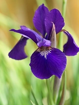 Japanese iris wwwyourgardenpondscentercomimagesjapanesei
