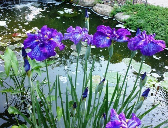 Japanese iris Japanese iris looks stunning in a water garden