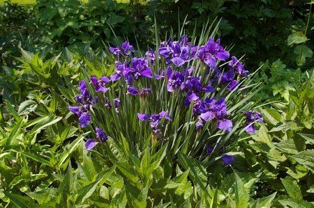 Japanese iris Japanese Iris wwwcoolgardenme
