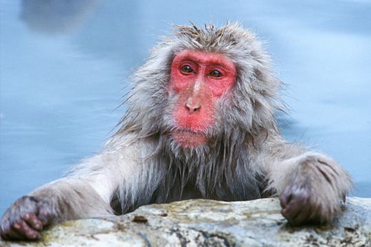 Japanese macaque The top 10 monkeys Japanese Macaque CSMonitorcom