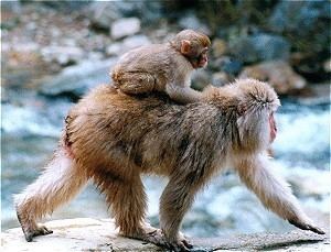 Japanese macaque Japanese Macaque Macaca fuscata
