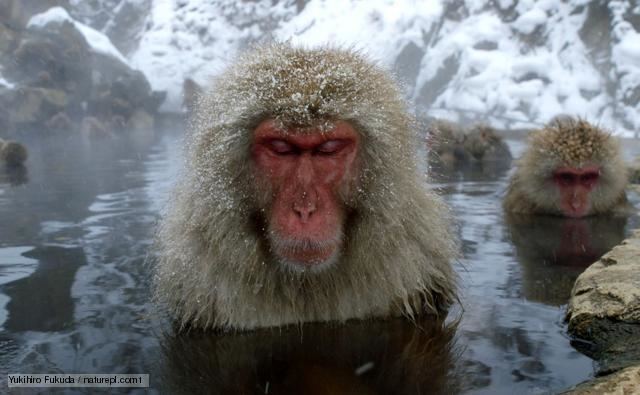 Japanese macaque BBC Nature Japanese macaque videos news and facts