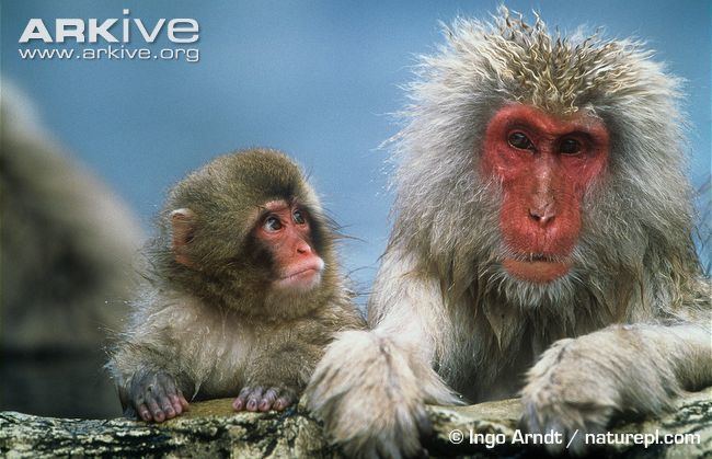 Japanese macaque Japanese macaque videos photos and facts Macaca fuscata ARKive