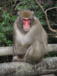 Japanese macaque httpsuploadwikimediaorgwikipediacommonsthu