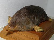 Japanese mole httpsuploadwikimediaorgwikipediacommonsthu