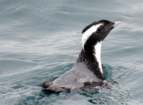 Japanese murrelet Surfbirds Online Photo Gallery Search Results