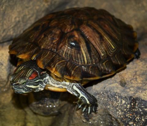 Japanese pond turtle Japanese pond turtles pink belly side necks golden greeks and more